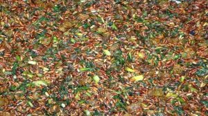 Козлятина, тушеная с рисом