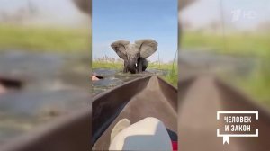 Видео недели. Гнев слонихи. Человек и закон. Фрагмент выпуска от 03.10.2025