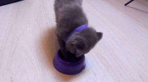 День Рождения Котенка Баттерса  исполнилось 3 месяца покупаем подарки и играемся