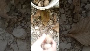 прогулка