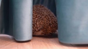 ЁЖИК в НОВОЙ КВАРТИРЕ | ПЕРЕЕЗД с ПИТОМЦАМИ | 24 ЧАСА в НОВОЙ КВАРТИРЕ | ОДИН ДЕНЬ с ПИТОМЦАМИ