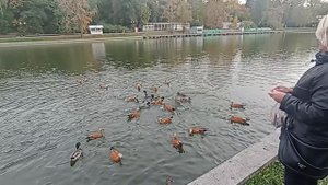 парк Горького . 03.10.2025