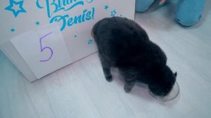 В НАСКОЛЬКО МАЛЕНЬКОЕ ОТВЕРСТИЕ СМОЖЕТ ПРОЛЕЗТЬ КОШЕЧКА БАТТЕРС ?