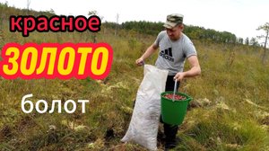 Сколько я заработал на клюкве за 7 дней