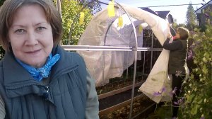 Огурцов больше нет. Сад готовлю к Зиме. Без болтовни. Са и огород на 4 сотках