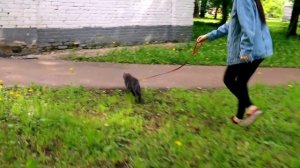 КОШКА ВПЕРВЫЕ НА ПРОГУЛКЕ! ИСПУГАЛАСЬ!