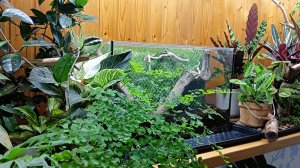 Долго думала, надо мне это или нет? Флорариум - эконом вариант своими руками.