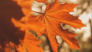 Желаю доброго дня хорошему человеку