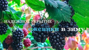 Надежное УКРЫТИЕ ЕЖЕВИКИ в зиму