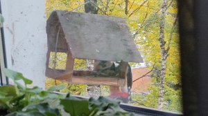 Снова дятел на Бобруйке и немного поползня :)