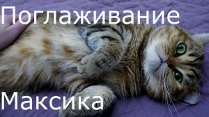 Поглаживание кота Максика №4
