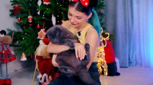 ПИТОМЦЫ УПРАВЛЯЮТ УКРАШЕНИЕМ ЁЛКИ С ПОМОЩЬЮ КНОПОК * 100 КНОПОК ЧЕЛЛЕНДЖ *