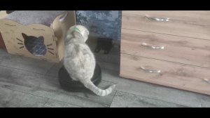 Кошка Плюша катается на роботе-пылесосе.