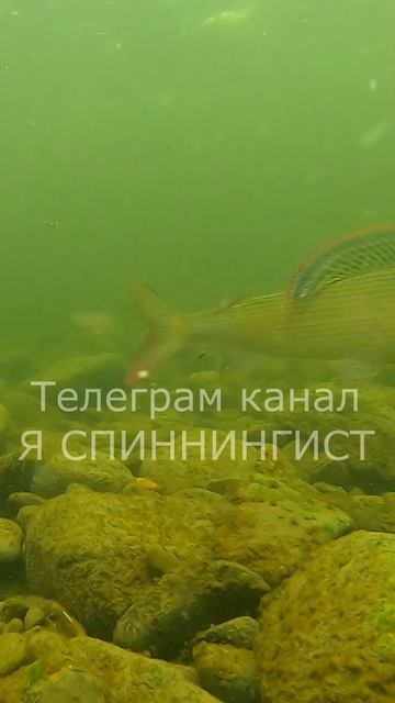 Хариус под водой смотреть онлайн