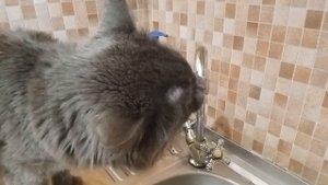 Жизнь кошек. Кот Жорик пьющий воду прямо из крана. Котик знает - из крана вкуснее!