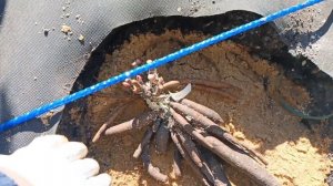 Посадка пионов. Часть 2