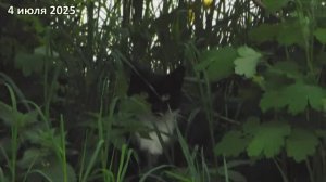 Шапочка в траве.