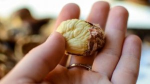 Каштановый крем