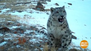 Ирбисы, улыбнитесь, вас снимают! Доброе утро. Суббота. Фрагмент выпуска от 04.10.2025