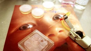 Мошенники уговаривали москвичку сделать ЭКО, чтобы выкрасть маткапитал