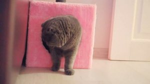 У МЕНЯ ПОЯВИЛАСЬ СЕСТРЕНКА | РЕАКЦИЯ КОШЕЧКИ БАТТЕРС