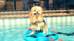 СОБАЧКА ЭЛИС ПЛАВАЕТ в СПЕЦИАЛЬНОМ БАССЕЙНЕ для СОБАК | СОБАКА НА САПборде