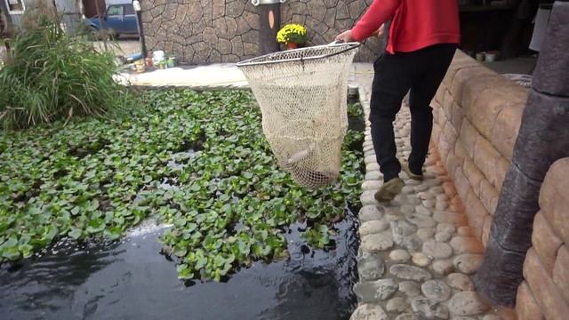 Рыбки за лето подросли. смотреть онлайн