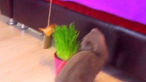 ВРЕДНЫЙ КОТЕНОК ПРОТИВ РОДИТЕЛЕЙ | ЕСТ ПЛАСТМАССОВУЮ ТРАВУ И РАЗНОСИТ ДОМ  Bad KIDS VS Parents