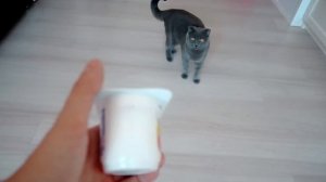 10 ФАКТОВ О КОШЕЧКЕ БАТТЕРС