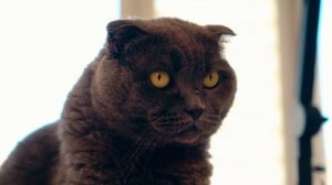 1 минута, 10 минут и 1 час РИСУЮ КЭТНАПА | Кот-Дремот с ПИТОМЦАМИ