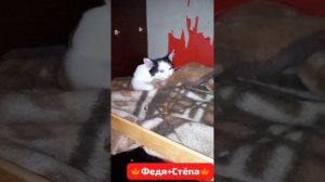 СОБЫТИЕ: Федя и Степан прошли лечение и вышли из клеточки. Знакомятся,ноюхаются, играют в толпе.