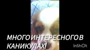 Белла и пуша часть 4 каникулы