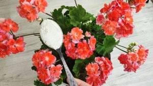 1 ложка в герань осенью и даже чахлый цветок вмиг зацветет!