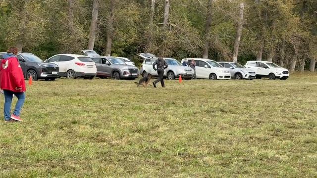 1 Оч/хор San-Rathelle Feniks +0+ №11. ЛИПЕЦК 20 сентября`25 Моно немецких овчарок