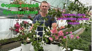 Как сформировать бугенвиллию мечты? Все об опорах, подвязке и создании штамба.