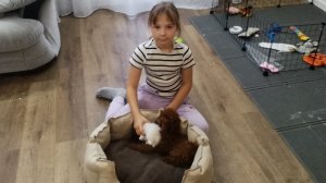 как научить собаку команде места