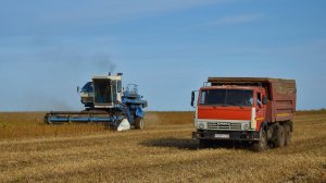 Уборочная-2023. Работа комбайнов Енисей-950 и Енисей-1200-1НМ на обмолоте сои.