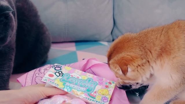 Самые РЕДКИЕ ТАБА ЛАПКИ  Питомцы Меняются Редкими ТАБА ЛАПКАМИ - ДЕШЕВО vs ДОРОГО