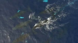 Как охотятся косатки?