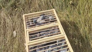 2 тренировка спортивных голубей