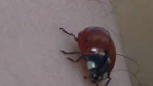 Современная Божья Коровка