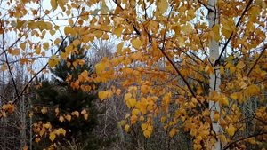 Желтая береза в лесу поздней осенью!