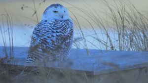 Дискавери: ПРЕКРАСНЫЕ ПТИЦЫ в HDR 8K 60 кадров в секунду Видео - Dolby Vision (8K  4K TV)