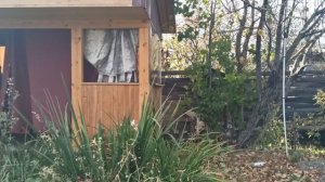 Заброшенная дача/готовим к зиме тихим сапом/04.10.25г