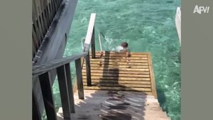 America′s Funniest Home Videos. Expensive Fails but They Keep Getting Funnier 🤑