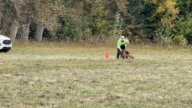 1 Отл. КЧК Elita Aus Vikwelt +++ №25. ЛИПЕЦК 20 сентября`25 Моно немецких овчарок