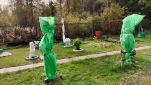 Дача в Подмосковье: Подготовка садовых растений к зиме