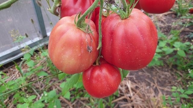 Рекомендую. Сорт томата- герой теплицы. Мега урожайный с прекрасным вкусом.