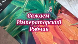 Любительская посадка: фантазия без правил