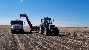 Луковое раздолье в КФХ Иосифа Шегай